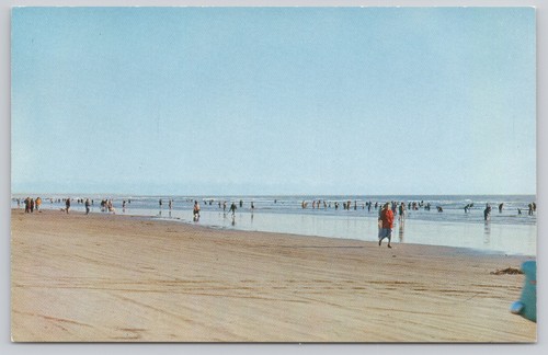 Postcard clam diggers - postcard, pismo