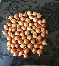 Stuttgarter Onion Sets The Easiest & Quickest Way to Grow Small Onions 40 Bulbs