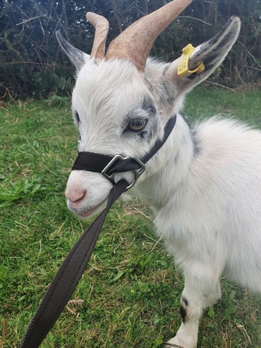 Goat sheep halter adjustable - sheep,