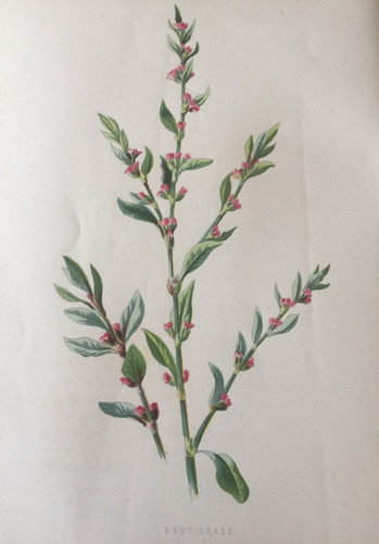 Antique print knot grass - antique, knot‑grass