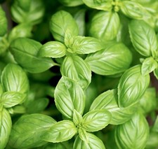 2100x Sweet Genovese Basil