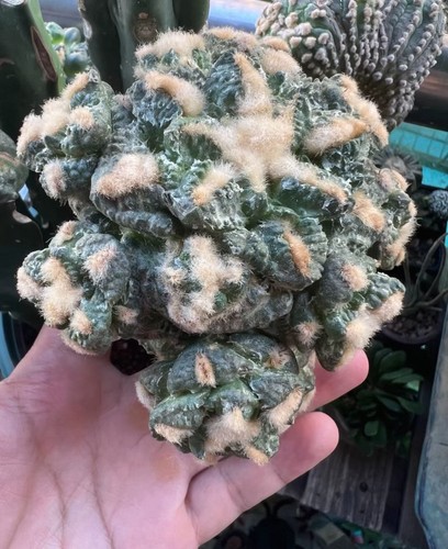 Rare plant ariocarpus - plant, fis