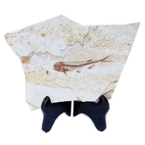 Fish fossil real from - real, western