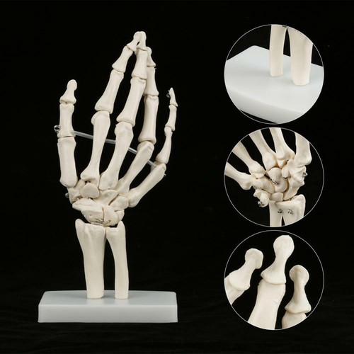 Medical anatomical life - anatomical, life-size
