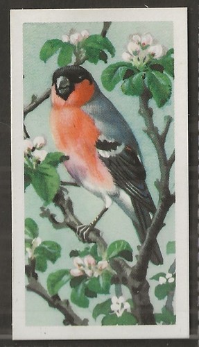 Brooke bond bird - bond, (tea)-bird