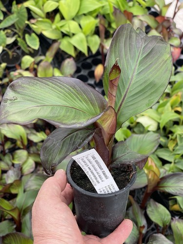 Ensete ventricosum maurelii - ensete,