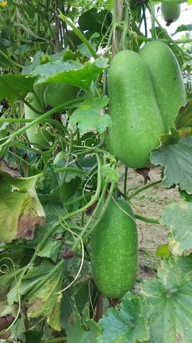 Bangladeshi wax gourd seeds - wax,