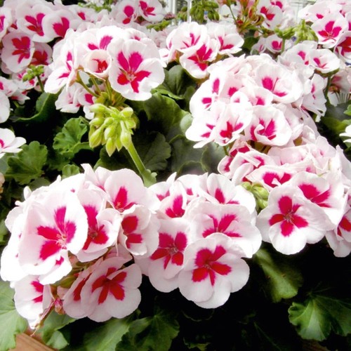 Geranium zonal flower fairy - 'flower,