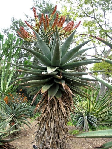 Aloe marlothii mountain - -,