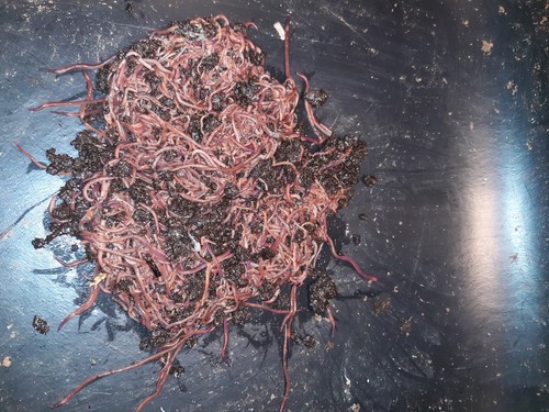 Composting worm mix bed - composting, run