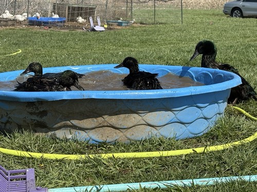 Black cayuga duck - 🐣🐥🐣black,