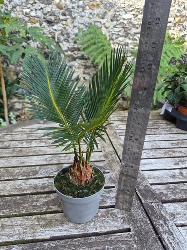 Cycas revoluta sago palm - palm, 9cm