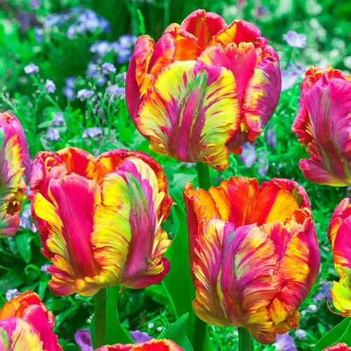 Rasta parrot tulips - tulips, spring