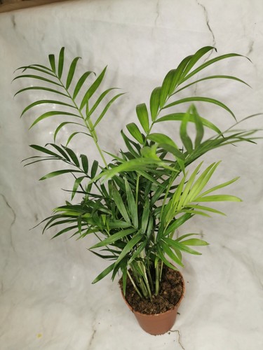 Parlour palm plants 30 - x,