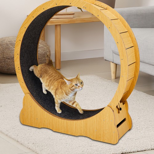 Cat exercise wheel treadmill - exercise, wheel&treadmill
