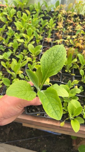 9cm pots primrose - in,