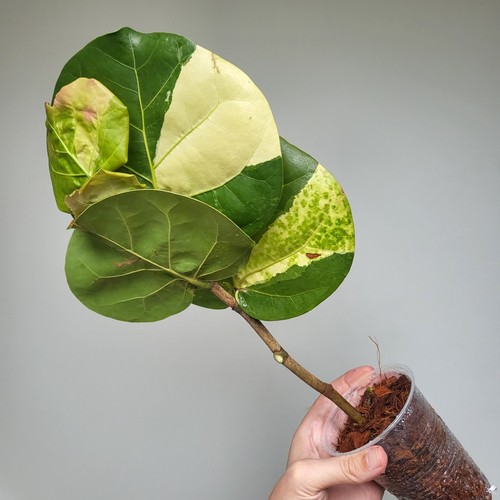 Very rare coccoloba - very, uvifera