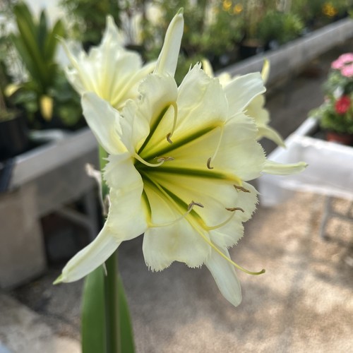 Ismene sulphur queen - ismene,