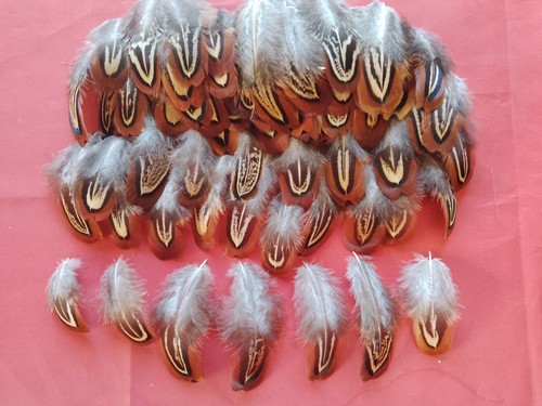 100 small cock - 100, pheasant
