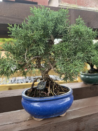 Juniper bonsai - juniper,