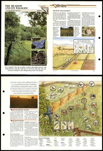 The meadow wildlife 5 - wildlife, #5