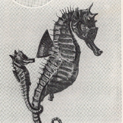 Sea horse marine life study - horse,