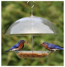 Clear Dome Garden Small Birds