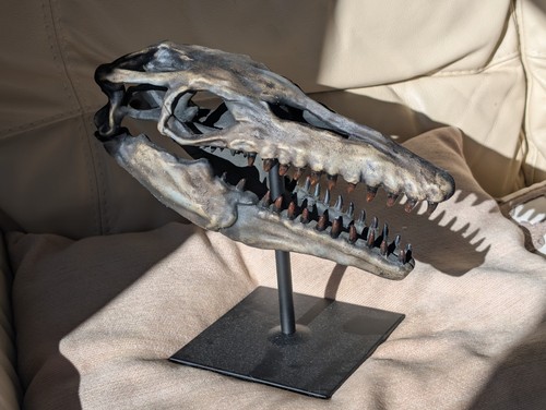 Mosasaurus dinosaur skull 3d - dinosaur,