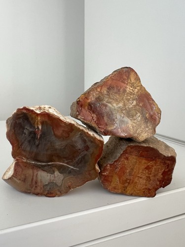 330g petrified wood - petrified, |