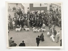 Queen Elizabeth II Crufts Dog