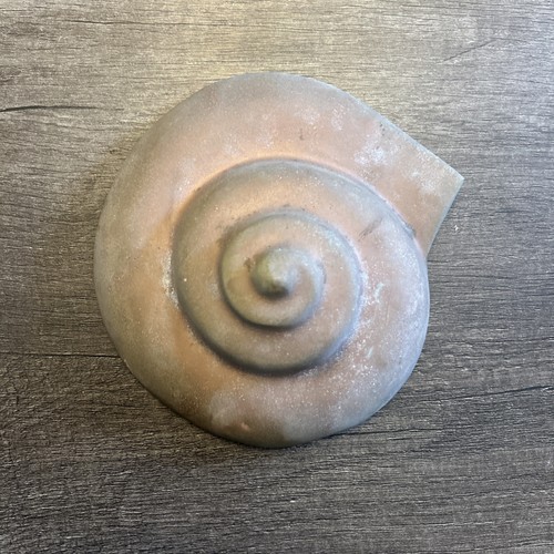 Shark eye moon shell brass - shell,
