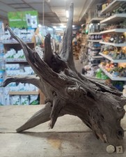 Large Corbo Root Aquarium