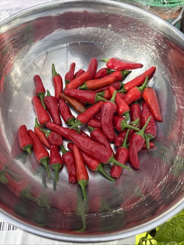 Apache chilli seeds pack - chilli, 10