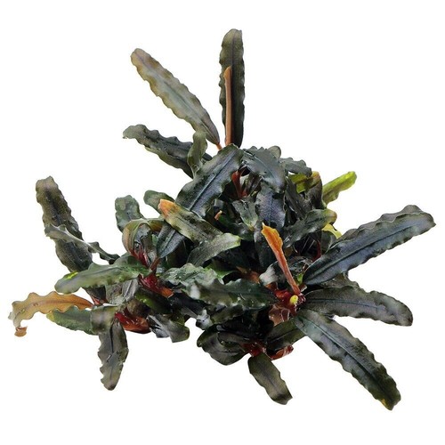 Bucephalandra species live - bucephalandra,