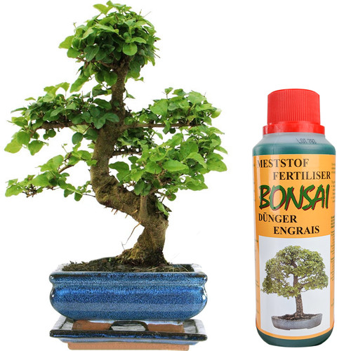 Bonsai ligustrum tree live - tree,