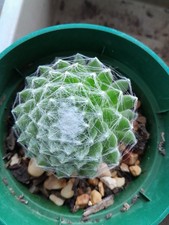 CACTUS COBWEB ARACHNODEUM   X2 3CM+ SUCCULENT DRY ROOT CACTI PLANT INDOOR  GIFT