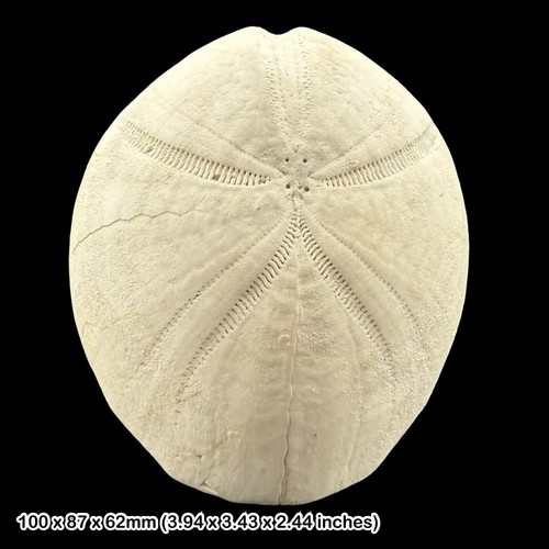 Hemipneustes radiatus echinoid - radiatus,