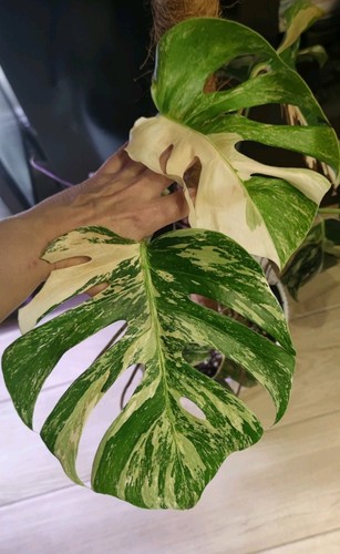 Monstera deliciosa albo half - deliciosa,