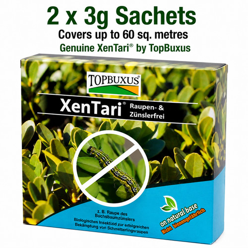 Topbuxus xentari boxwood - xentari,