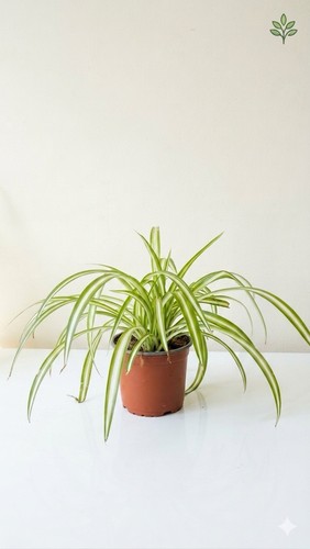 Healthy spider plant - healthy,