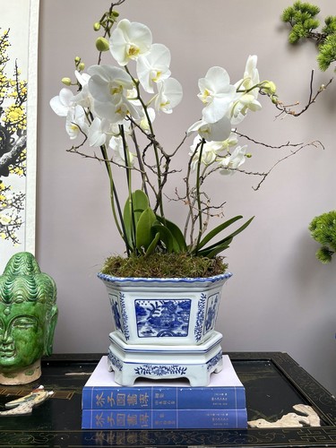 Traditional hexagon orchid - traditional,