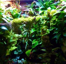 TERRARIUM KIT (LARGE) Live Bioactive Natural Habitat Starter. Plants Moss +More
