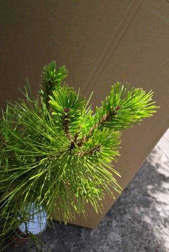 Pinus densiflora japanese red - japanese,