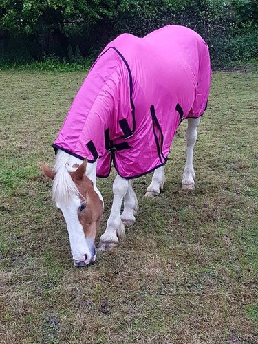 Day sale new design horse - 3,