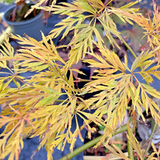 Japanese Maple. Acer Palmatum