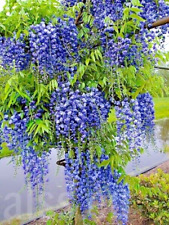 2L Deep Pot -  Established