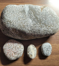 5kg pieces of - 1.5kg, fossil