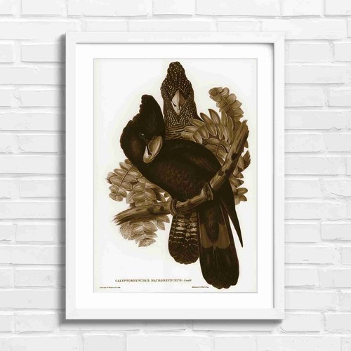 Black cockatoo vintage bird - cockatoo,