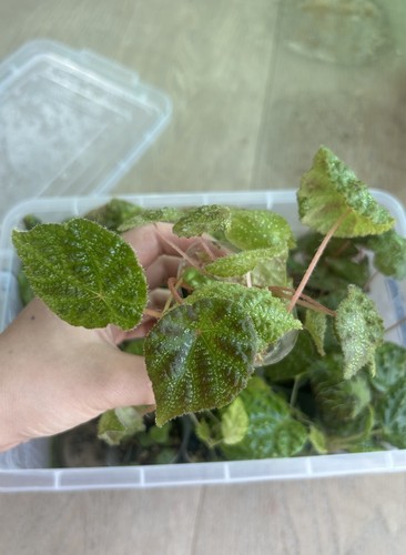 Begonia arachnoidea rare - begonia, **rare**