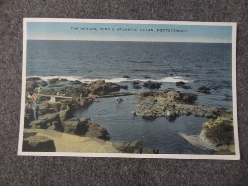 The herring pond atlantic - herring,